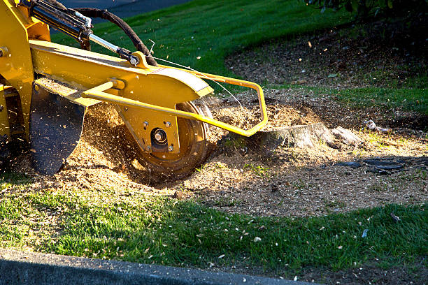 Reliable Lafayette, GA  Tree Services Solutions