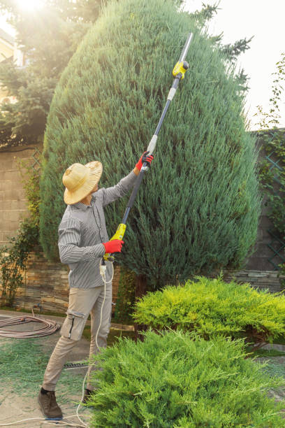 Best Palm Tree Trimming  in Lafayette, GA